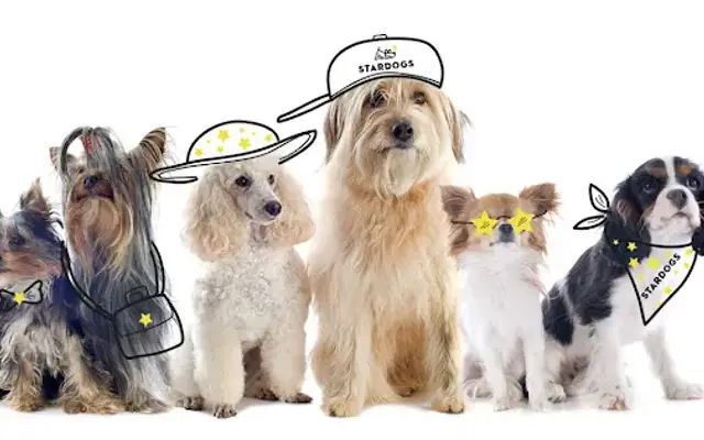 STARDOGS Clubhouse in West Hollywood, CA