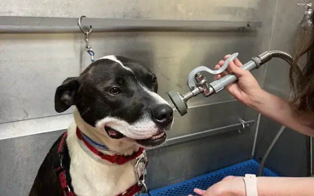 Feeders Pet Supply Pet Wash & Grooming in Shelbyville, KY