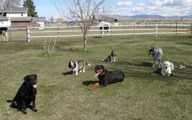Clark's Canine Camp in Stevensville, MT