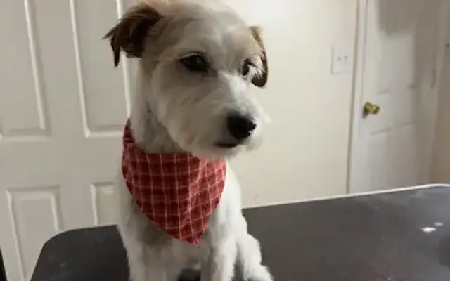 Washo Grooming in Portland, ME