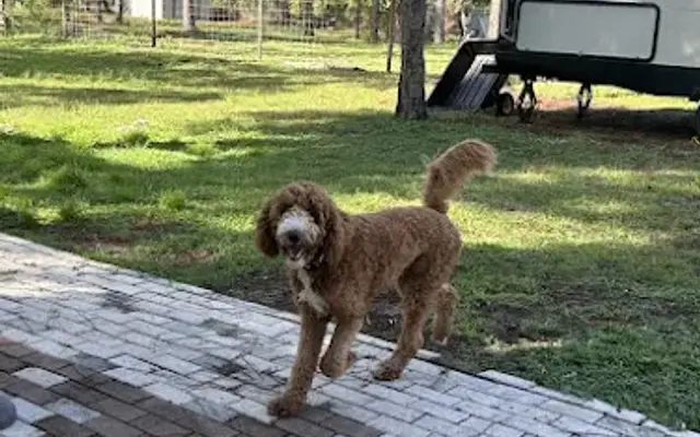 Pawsome Adventure in Naples, FL