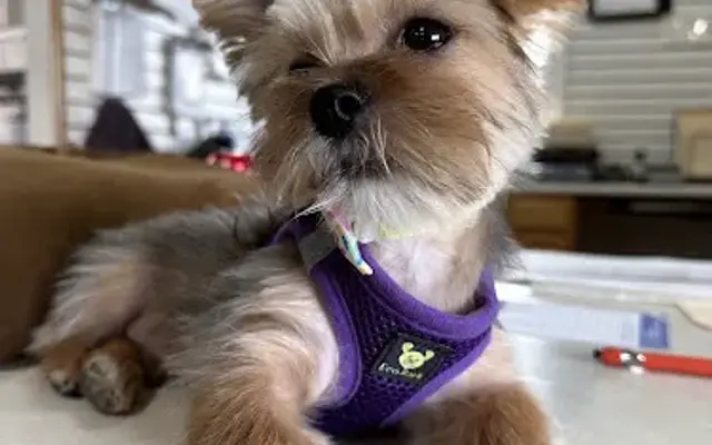 Best Paw Forward LLC in Loudonville, OH