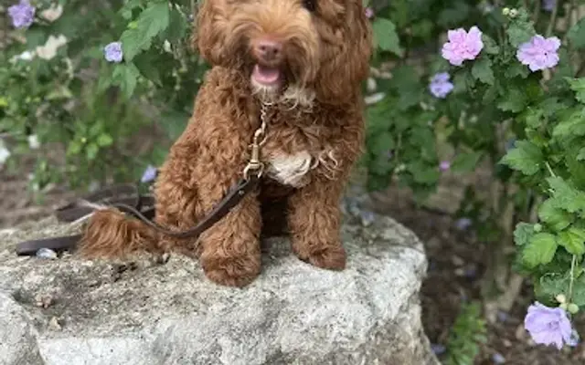 Zalo Groom in San Antonio, TX