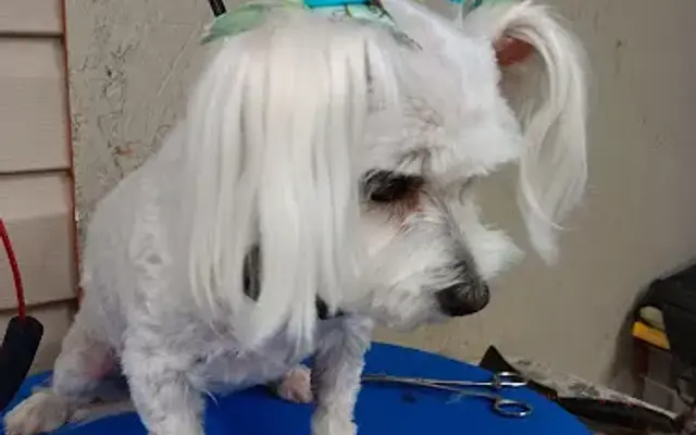 Canine Corner Grooming in Joppa, AL