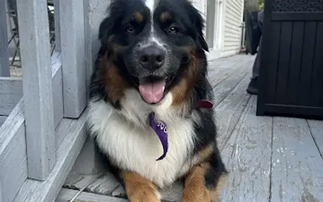 Merrimack Valley Pet Stylist (Jor) in Groveland, MA