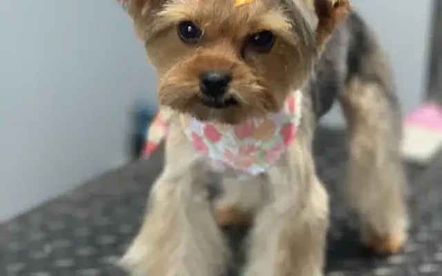 Alyssa’s Pampered Pooches in Decatur, TX