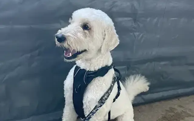Mels pet grooming in Lodi, WI