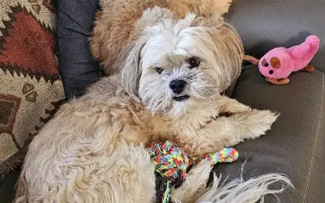 Doggie Do’s Grooming in Burnet, TX