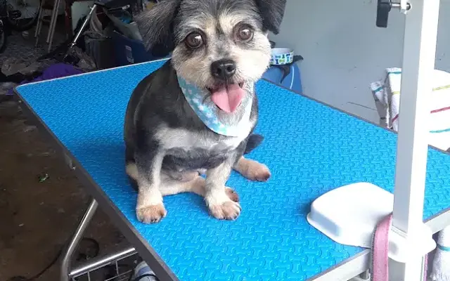 Kylie's Grooming Service in Grand Prairie, TX