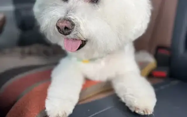 Bark & Bubbles Pet Salon in Springfield, GA