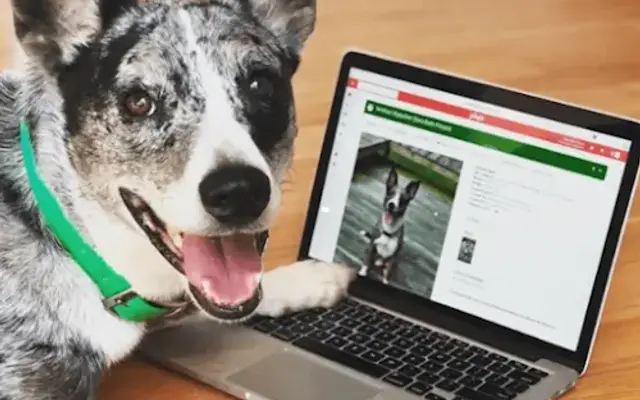 Gingr Pet-Care Software in Atlanta, GA