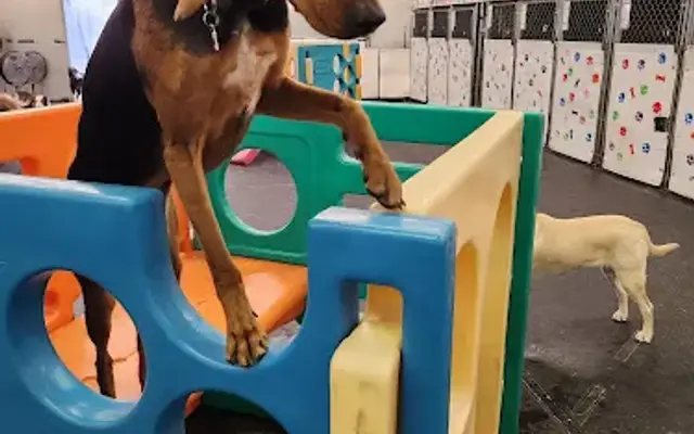Alpha Dogs in Spokane, WA