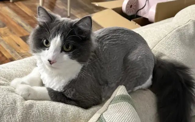 Upstate Meow in Greer, SC