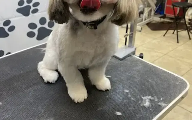 Pierre’s Pet Grooming in Juliette, GA