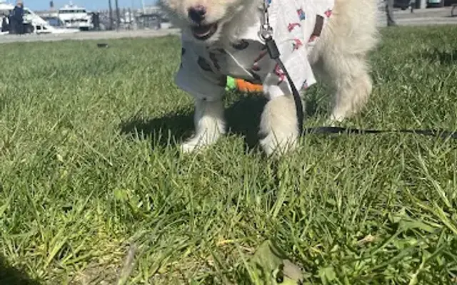 PetSmart Grooming in Seabrook, NH