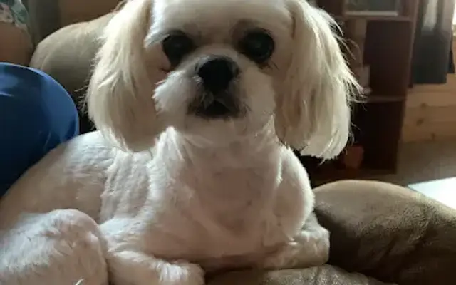 A Shag-N-Waggin in Indianapolis, IN