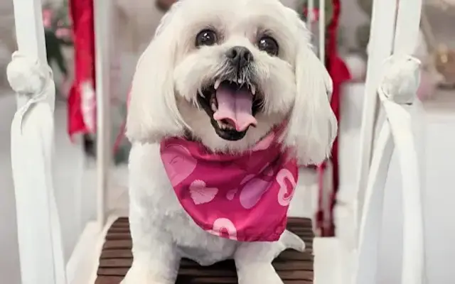 Posh Pawz Pet Spa in Pace, FL