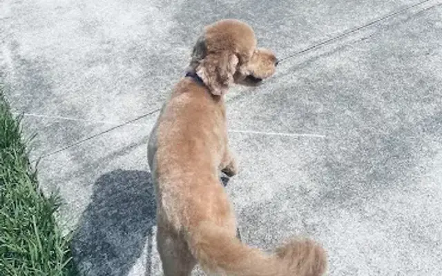 Pet Spa & Mobile Grooming in Plant City, FL