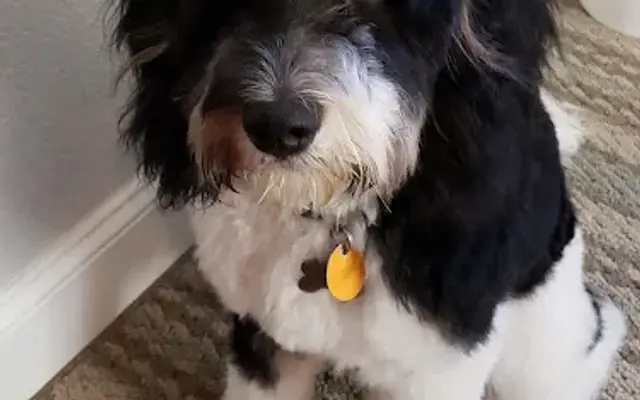 Plush Puppy Dog Grooming in Galt, CA