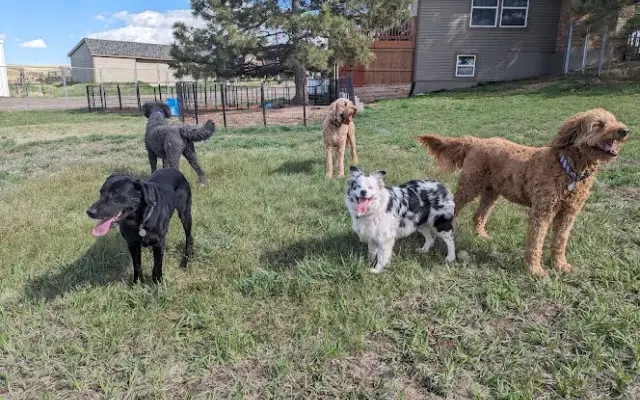 Daryana's Backyard in Elizabeth, CO