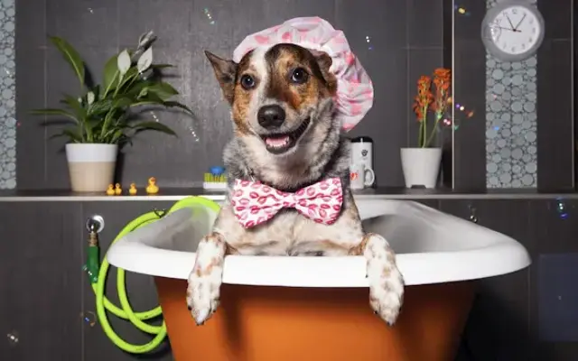 Scrub Club Mobile Dog Grooming in Palm Desert, CA