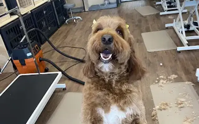 Pupperazzi Grooming in West Chester, PA