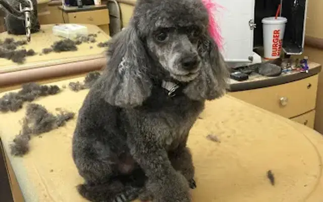 Krista's pet grooming in Addison, NY