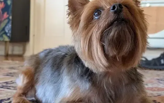 Lucky Dog Grooming Co in Los Angeles, CA