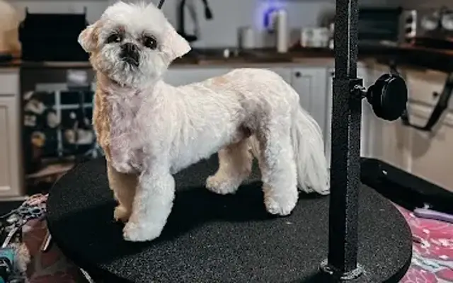 The Artisan Pet Spa & Styling in Knoxville, TN