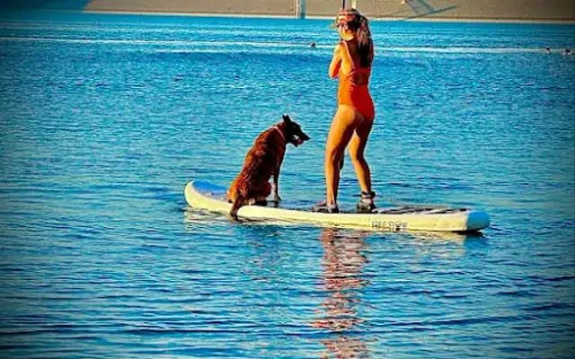 Lakeside Dog Grooming and Rentals in Canyon Lake, TX