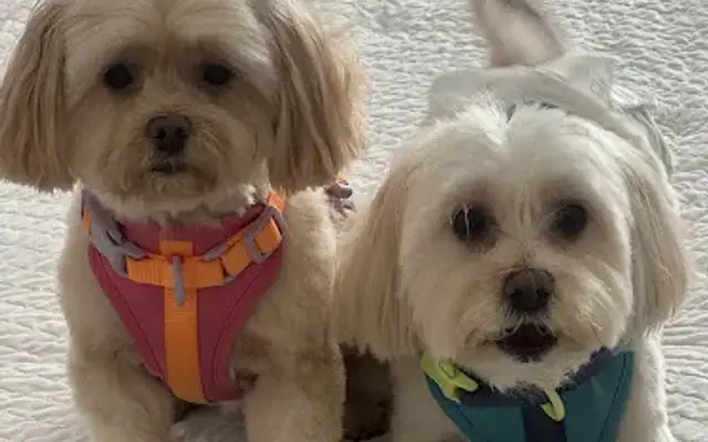 Diamond Dogs Grooming Salon in Naples, FL
