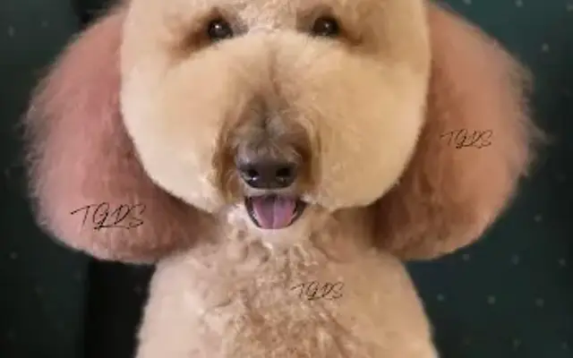 Tumi Grooming Dog Salon in Delaware, OH