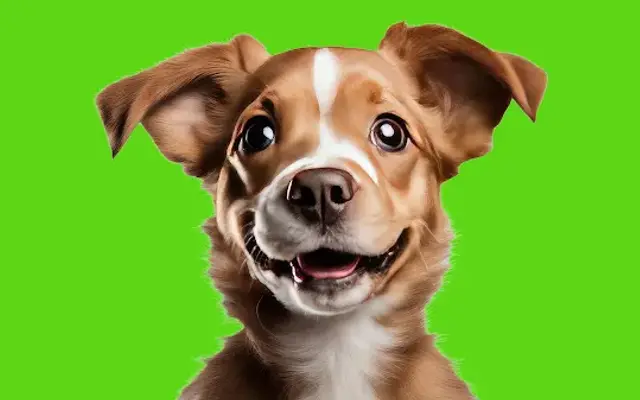 PetSquad in Springdale, AR