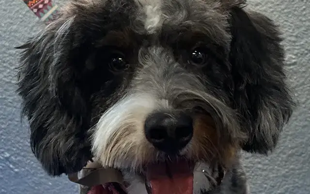 Critter Cuts Pet Salon in Anderson, CA