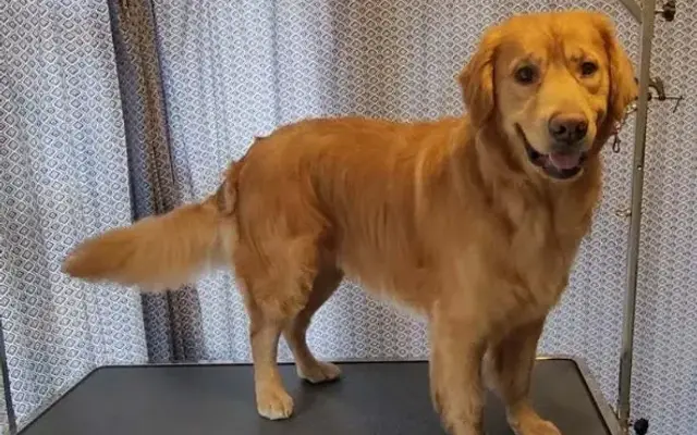 The Golden Rule Pet Grooming in Carlisle, PA