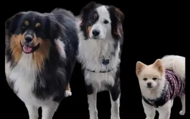 Pawformance Grooming Salon in Greenville, MI