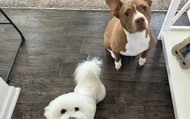 Salty Paws Grooming in St. Augustine, FL