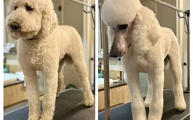 Buff n Fluff Grooming in Prairieville, LA