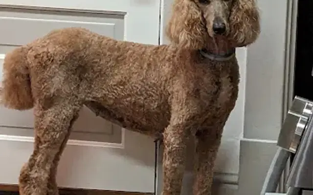 Grooming Tailz in Pittsburgh, PA