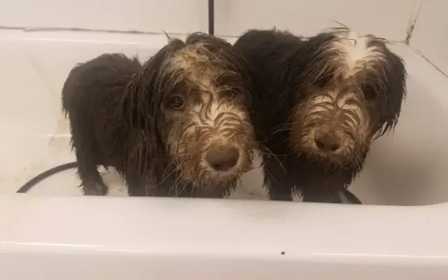 Happy Days Kennel Inc in Carmel Hamlet, NY