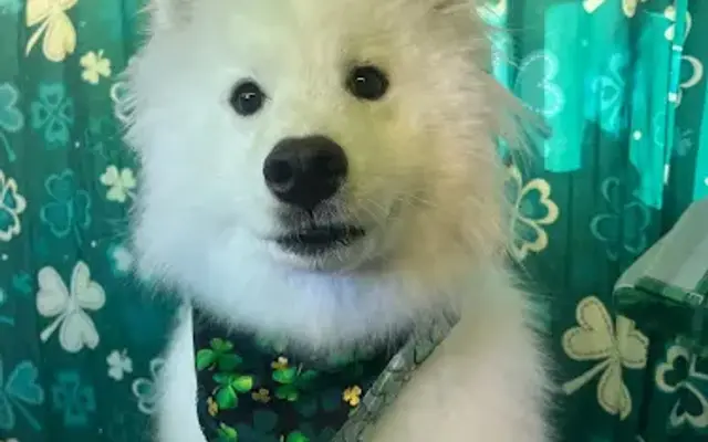 A Groomer's Vision, INC in Mechanicsville, VA