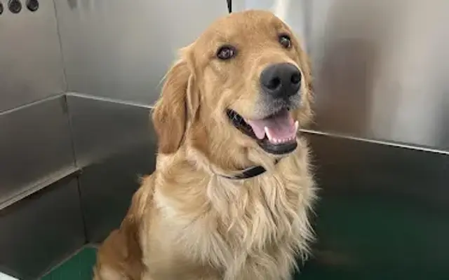 Golden Willow Mobile Grooming in San Angelo, TX