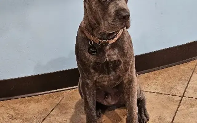 Best Care Animal Hospital in Houston, TX