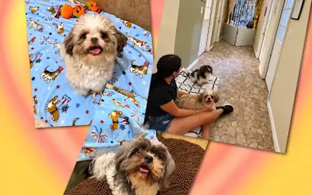 Mount Pleasant Avenue Premier Canine Villas and Spa in League City, TX