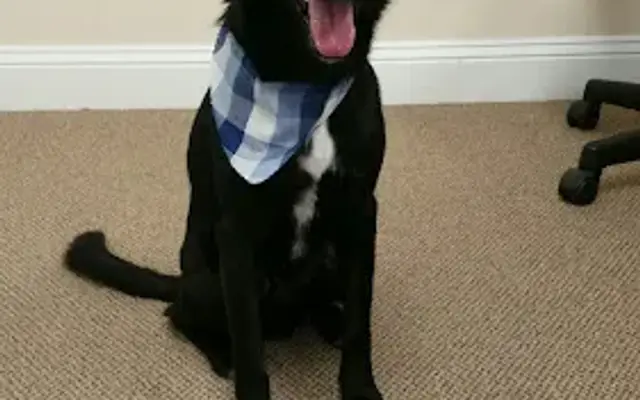 PTC Pet Salon in Peachtree City, GA