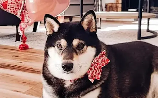 Angela's Dog Pawlour in Tolland, CT