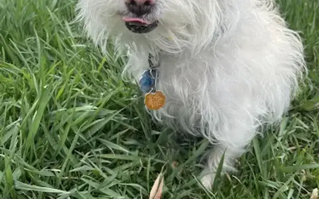 PetSmart Grooming in Orem, UT