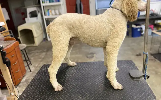 Happy paws spa and daycare in LaFayette, GA