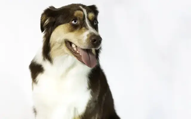 Murdock and Roo Dog Grooming & Pawtrait Photography in Grand Island, NY