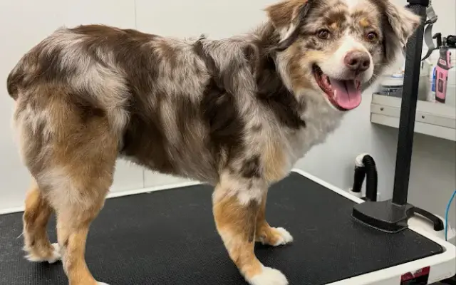 Grooming by Shannon in San Angelo, TX